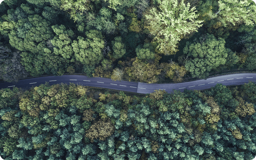Birdseye view of a detailed forest